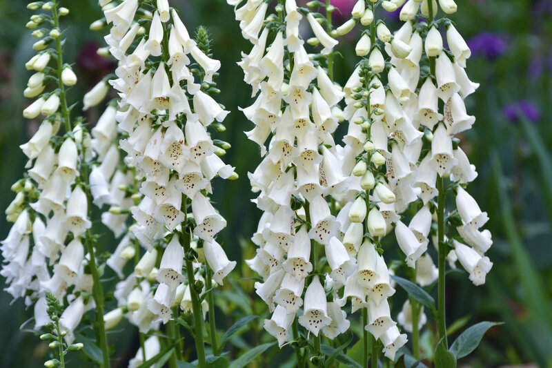 Digitalis Purpurea Alba Samen – Weißer Fingerhut, Mehrjährig, Ca. 100 Samen Für Den Garten